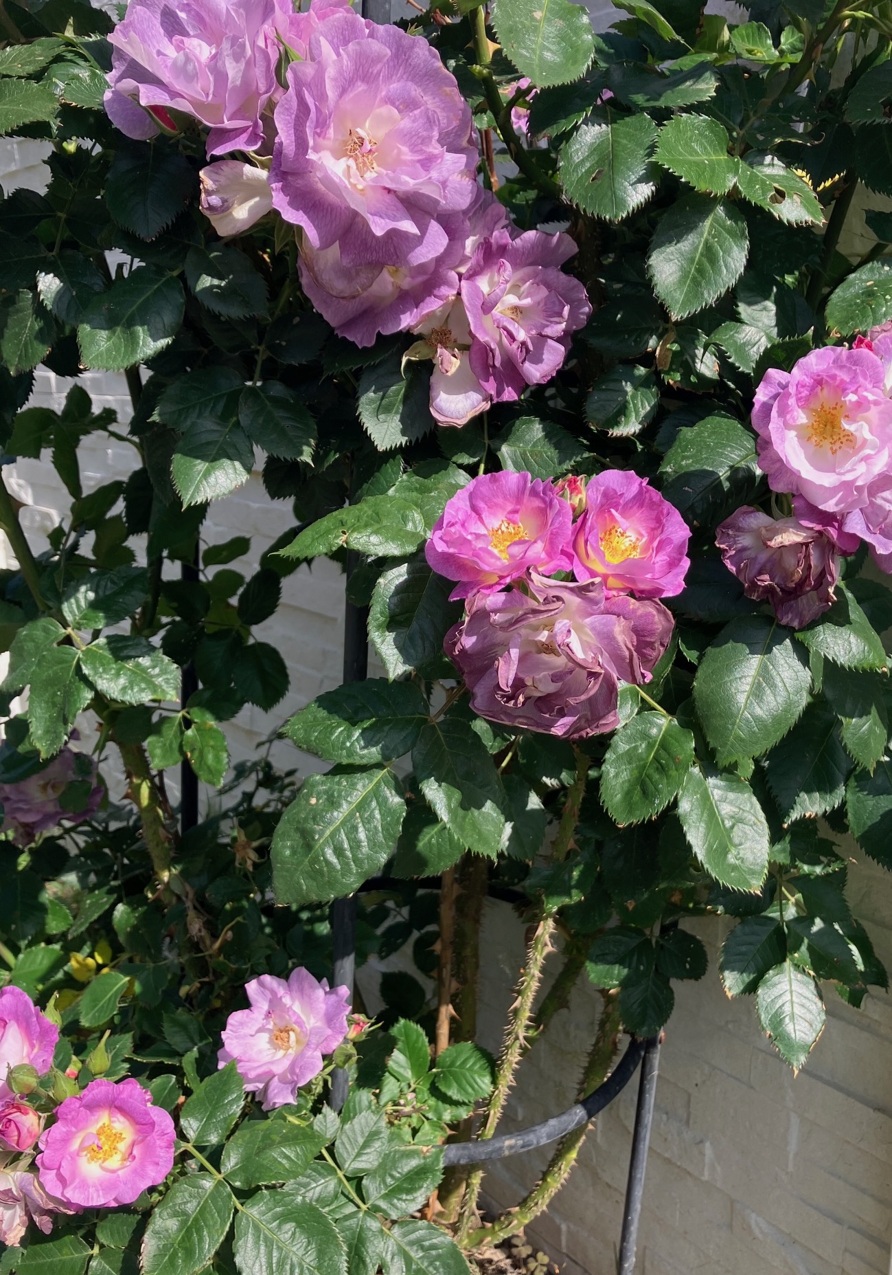 Rose en floraison — Sanguinet, printemps 2026